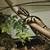 Male Ball Python 1 thumbnail