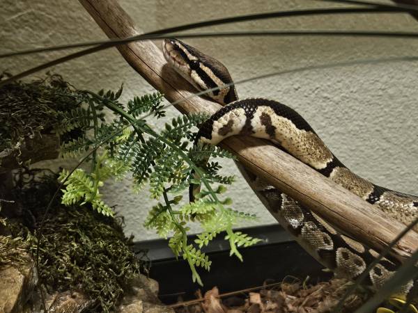Male Ball Python 1