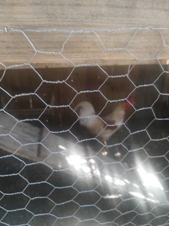 Un gallo 1