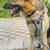 German Shepherd dog (pending rehoming) 2 thumbnail