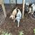 New Zealand kiko buckling goats 5 thumbnail