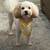 Rehome Male Toy Poodle 1 thumbnail