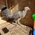 Clemmons Hen for sale 1 thumbnail
