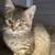 Kittens(many options) 5 thumbnail