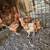 Chickens 1 and 1/2 year old 20 each 5 thumbnail
