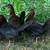 Game Hens 2 thumbnail