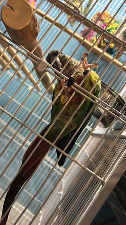 Conure looking for a new home (East Bridgewater)63876412442369120