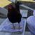 Ko Shamo Chickens 12 thumbnail