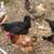 Hens 3 thumbnail