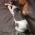 Kitty 3 thumbnail