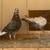 Roller pigeons 5 thumbnail