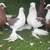 Pigeons for sale 4 thumbnail