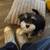 Mini Schnauzer Looking for home 3 thumbnail