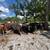 Bred cows 11 thumbnail