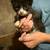 Kittens 1 thumbnail