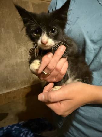 Kittens 1