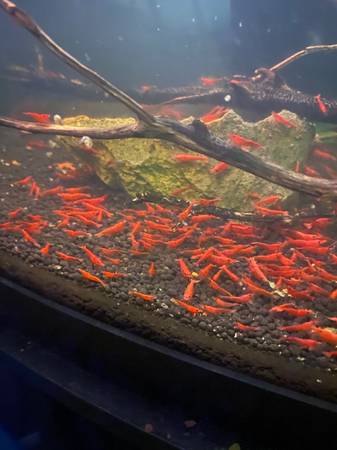 Aquarium Cherry Shrimp - High Grade! 20 shrimp for $50 1