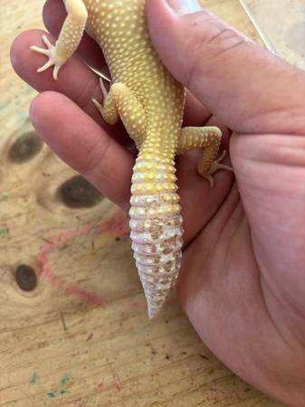 Leopard Gecko (enclosure also available) (Calcium)63659488300673122