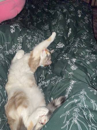 MISSING CAT- RICO- LAST SEEN 9/23 (Woodstock)63842372608769122