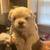 600 Maltipoo female 2 thumbnail