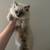kitten 6 thumbnail