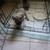 Pug, s 3 thumbnail