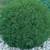 Flowering Shrubs, Ornamental Shrubs, Bushes Evergreen Shrubs 15 thumbnail