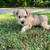 Schnauzer 6 thumbnail