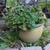 Geranium Plant and Ceramic Pot 1 thumbnail