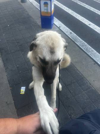 Anatolian Shepherd Puppy (Gay)63881506929539121