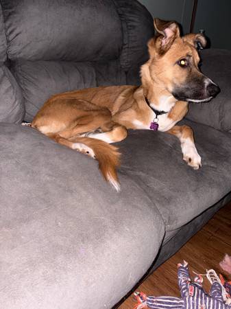 German Shepard 1 year old 1