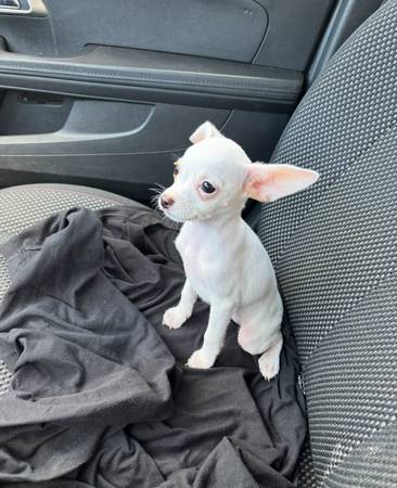 Chi Pups Boys 🐾🐾 1