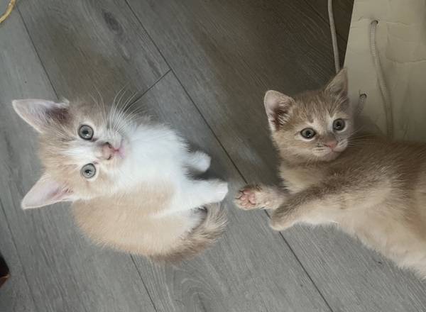 Kittens -10 weeks by ucf 1