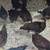 Pullets 2 thumbnail