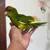 Beautiful Kakariki parakeets 2 thumbnail