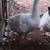 Cayuga ducks and geese 1 thumbnail