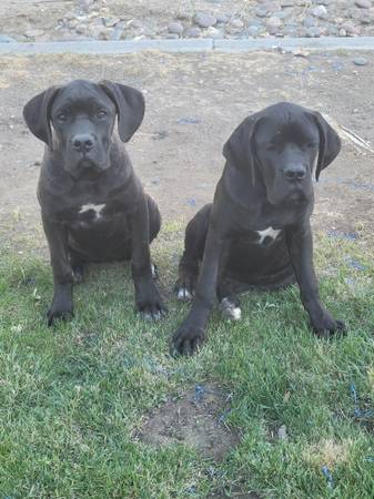 Cane corso 1