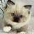 Boy kittens 1 thumbnail