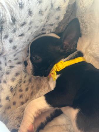 Rehoming a Boston Terrier puppy (San Jose)63696416605059122