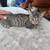 Kittens!!! Purebred Tabbys 3 thumbnail