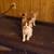 Free kittens 1 thumbnail