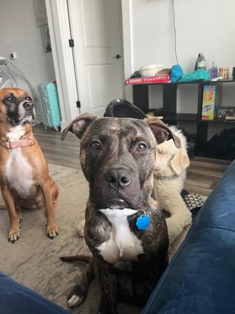 Brindle pit puppy63927658227842120