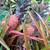 Rooted Ornamental Pineapple Plant - 20 available 4 thumbnail