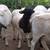 dorper ram lambs 2 thumbnail