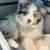 Need to rehome aussies 1 thumbnail