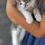 FREE 9 week old kittens FREE 5 thumbnail