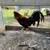 Gamefowl 8 thumbnail