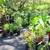 Big end of the Season Plant Sale !!! 1 thumbnail