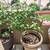 Beautiful Potted Plants 20 ++ Plants EXCELLENT VALUE 19 thumbnail
