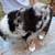 Standard Aussie puppies 7 thumbnail